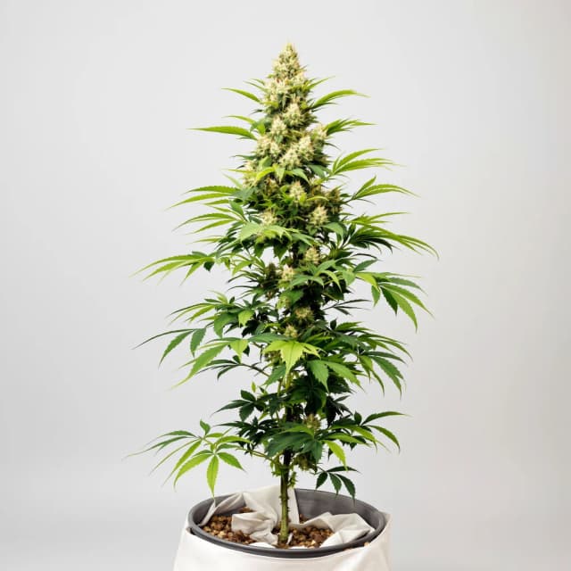 Emballage de graines de cannabis Cheeseburger — Royal King Seeds France