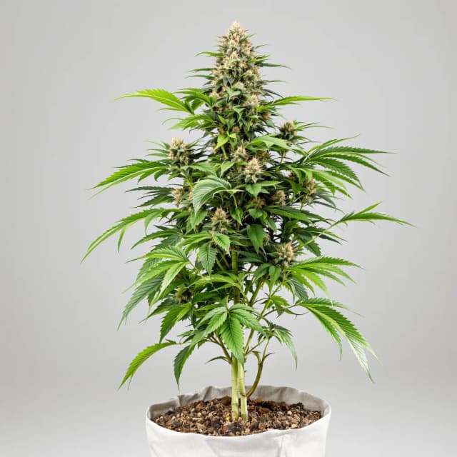 Emballage de graines de cannabis Chem Scout — Royal King Seeds France