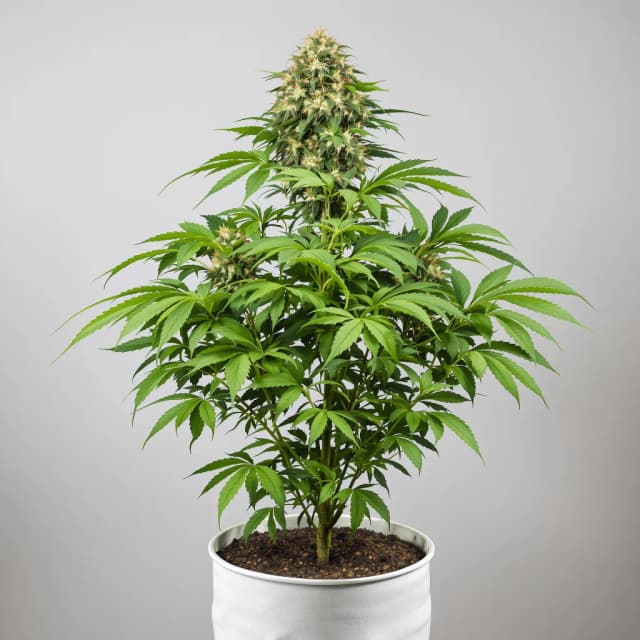 Emballage de graines de cannabis Chemo — Royal King Seeds France