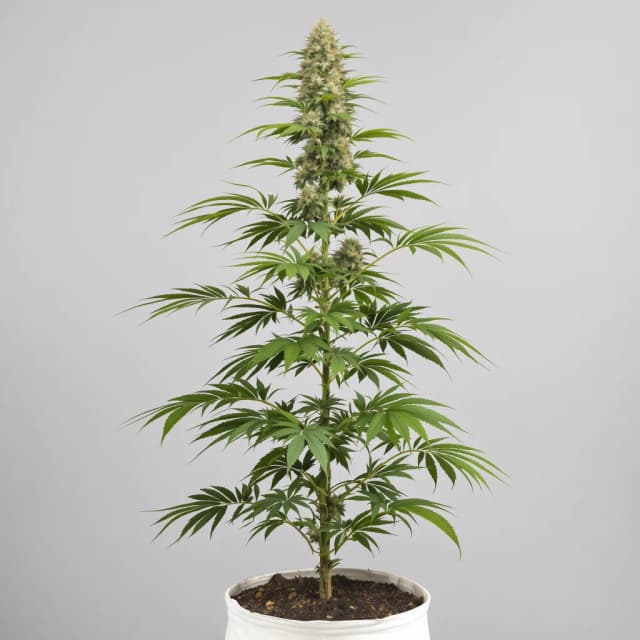 Emballage de graines de cannabis Chernobyl — Royal King Seeds France