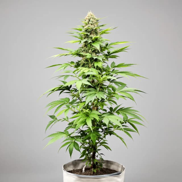 Emballage de graines de cannabis Cherry Chem — Royal King Seeds France