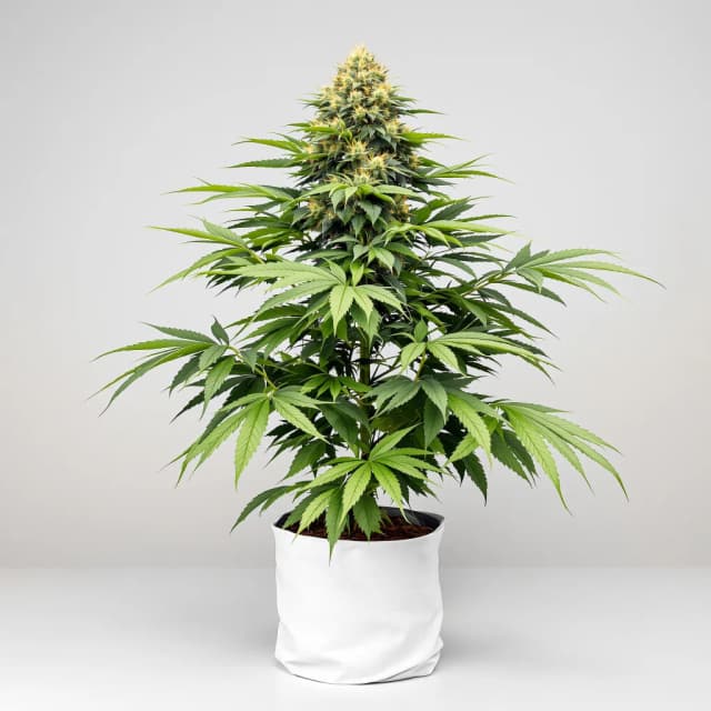 Emballage de graines de cannabis Cherry Pie — Royal King Seeds France