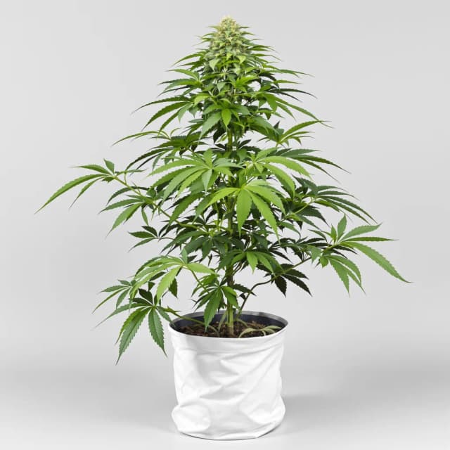 Emballage de graines de cannabis Chocolate Chunk — Royal King Seeds France