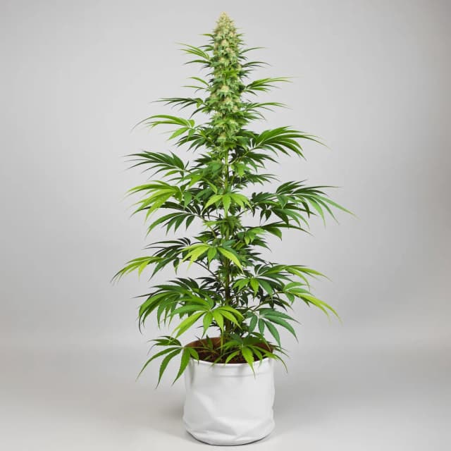 Emballage de graines de cannabis Chocolope — Royal King Seeds France
