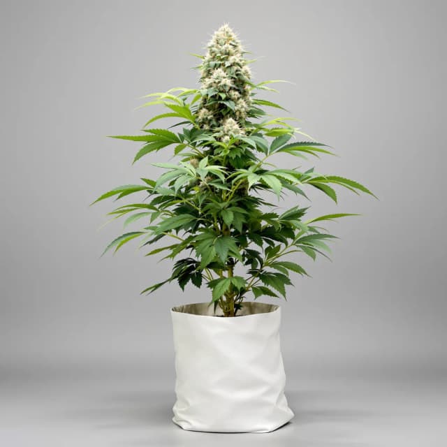 Emballage de graines de cannabis Chocolope Kush — Royal King Seeds France