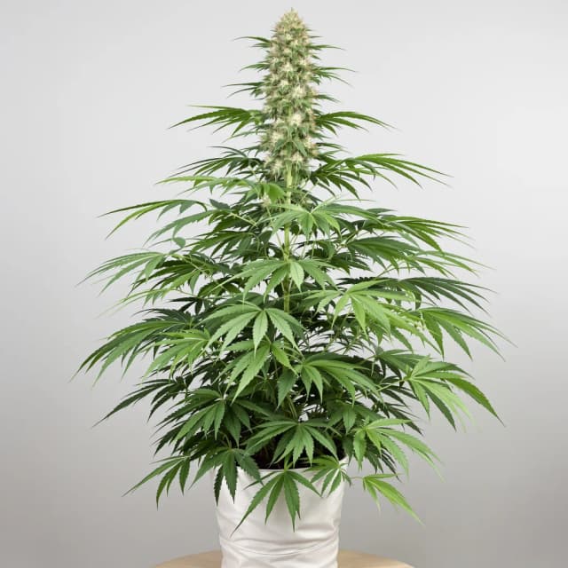 Emballage de graines de cannabis Cinderella 99 — Royal King Seeds France