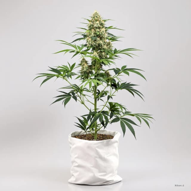 Emballage de graines de cannabis Cinex — Royal King Seeds France