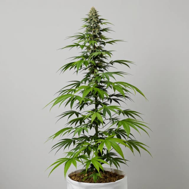 Emballage de graines de cannabis Citrus Sap — Royal King Seeds France
