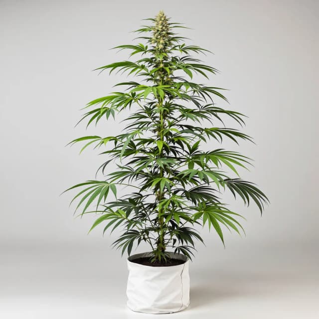 Emballage de graines de cannabis Clementine — Royal King Seeds France