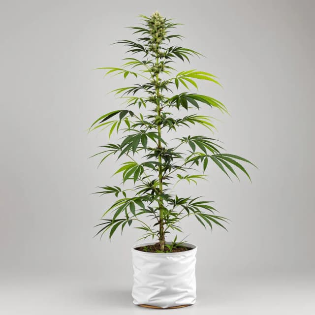 Emballage de graines de cannabis Coffee — Royal King Seeds France