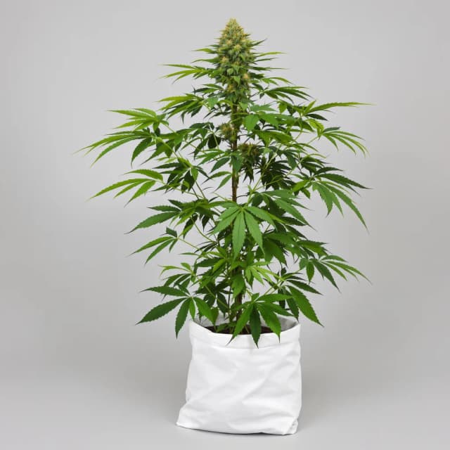 Emballage de graines de cannabis Colombian Gold — Royal King Seeds France