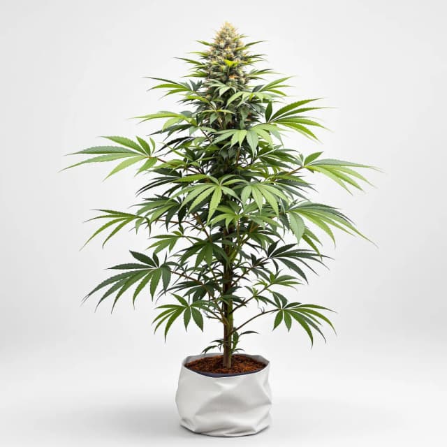 Emballage de graines de cannabis Colorado Clementines — Royal King Seeds France
