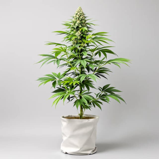 Emballage de graines de cannabis Confidential Cheese — Royal King Seeds France
