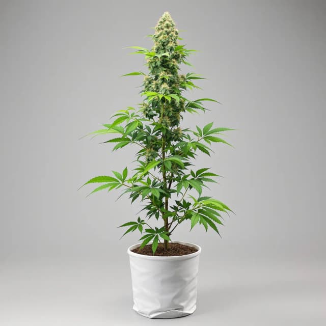 Emballage de graines de cannabis Cookies and Cream — Royal King Seeds France