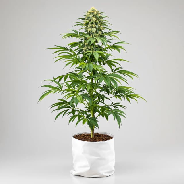 Emballage de graines de cannabis Cookies Gelato — Royal King Seeds France