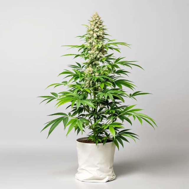 Emballage de graines de cannabis Cookies Gelato — Royal King Seeds France