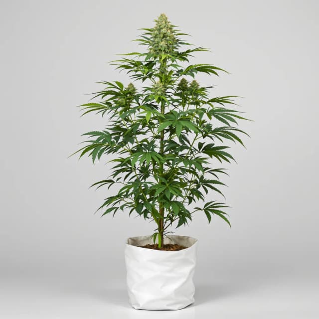 Emballage de graines de cannabis Corkscrew — Royal King Seeds France