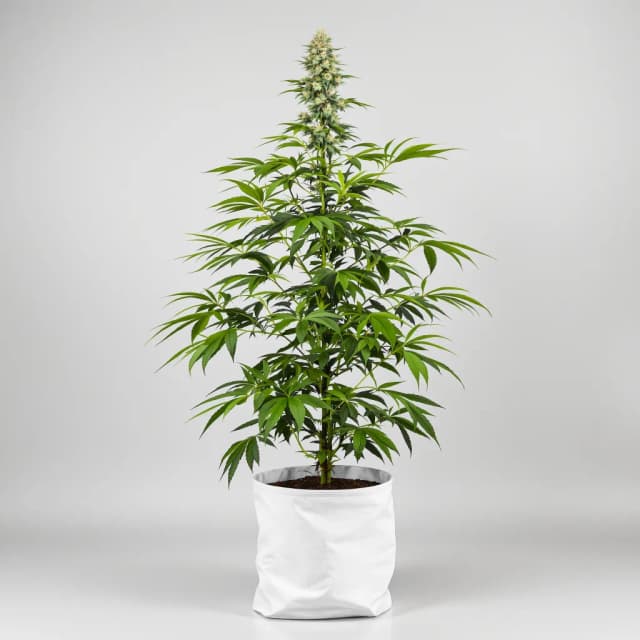 Emballage de graines de cannabis Corkscrew — Royal King Seeds France