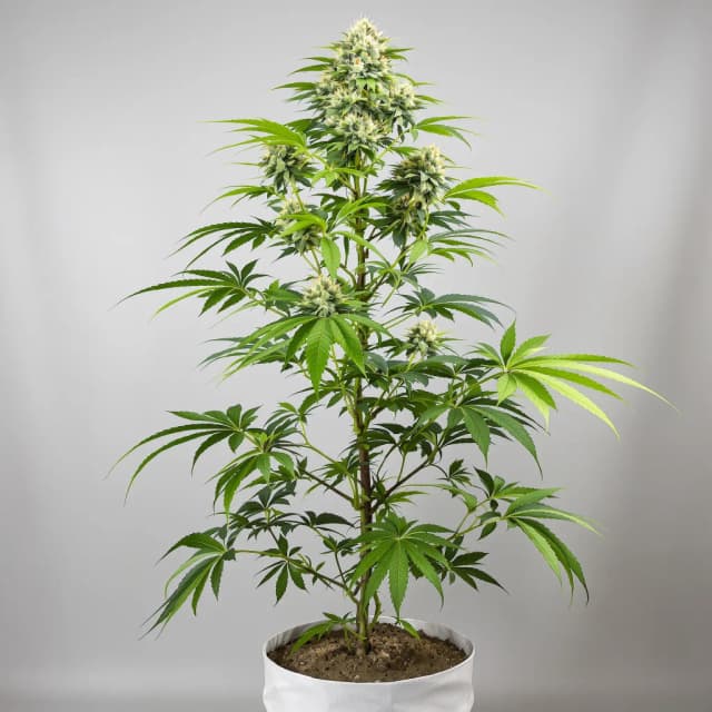 Emballage de graines de cannabis Corleone Kush — Royal King Seeds France
