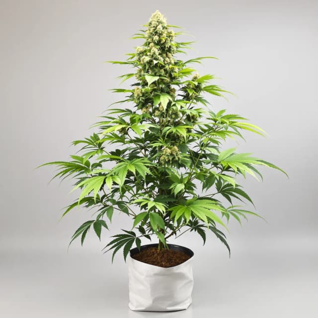 Emballage de graines de cannabis Couch Lock Mixpack — Royal King Seeds France