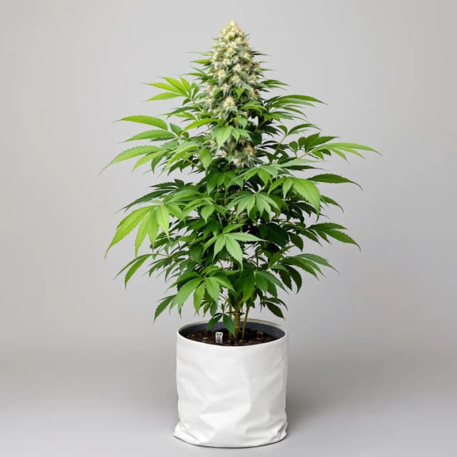 Emballage de graines de cannabis Cowboy Kush — Royal King Seeds France
