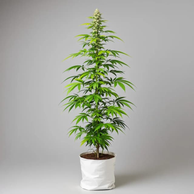 Emballage de graines de cannabis Cramnesia — Royal King Seeds France