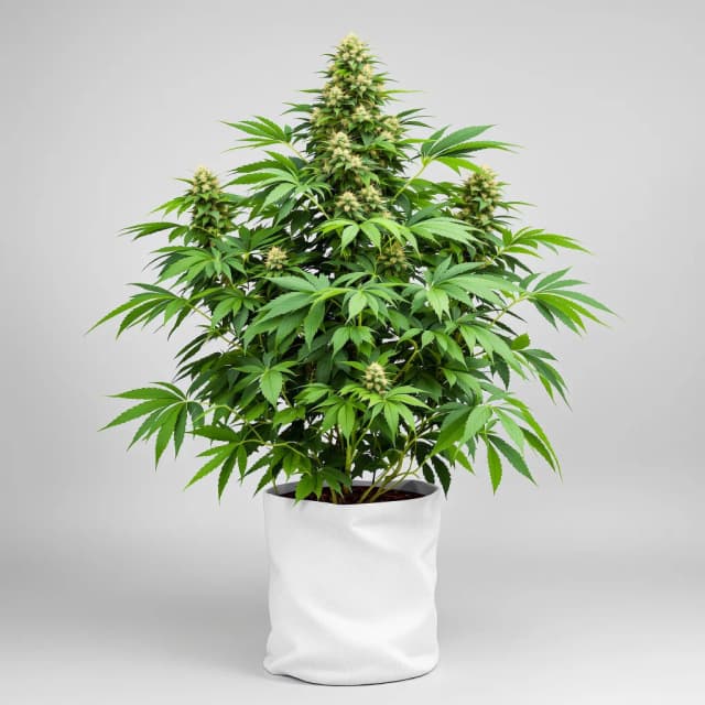 Emballage de graines de cannabis Cream — Royal King Seeds France