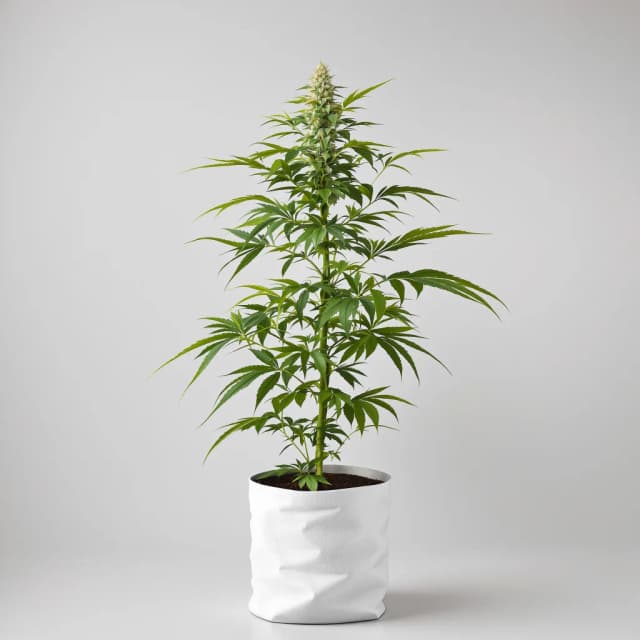 Emballage de graines de cannabis Critical 47 — Royal King Seeds France
