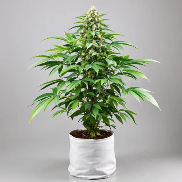 Emballage de graines de cannabis Critical Bilbo — Royal King Seeds France