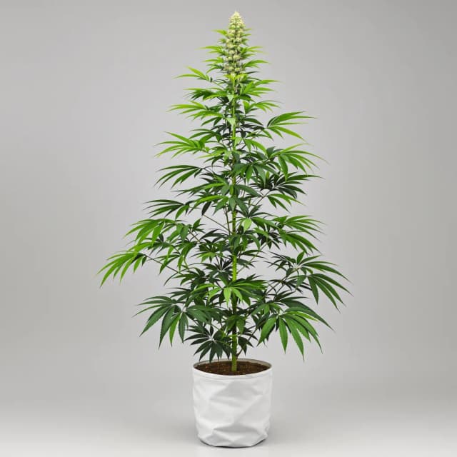 Emballage de graines de cannabis Critical Crack — Royal King Seeds France