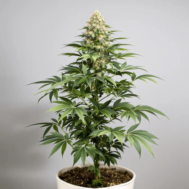 Emballage de graines de cannabis Critical Fast Bud — Royal King Seeds France