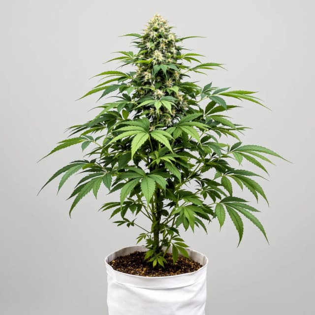 Emballage de graines de cannabis Critical Glue — Royal King Seeds France