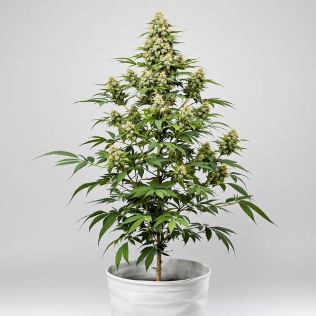 Emballage de graines de cannabis Critical Jack — Royal King Seeds France