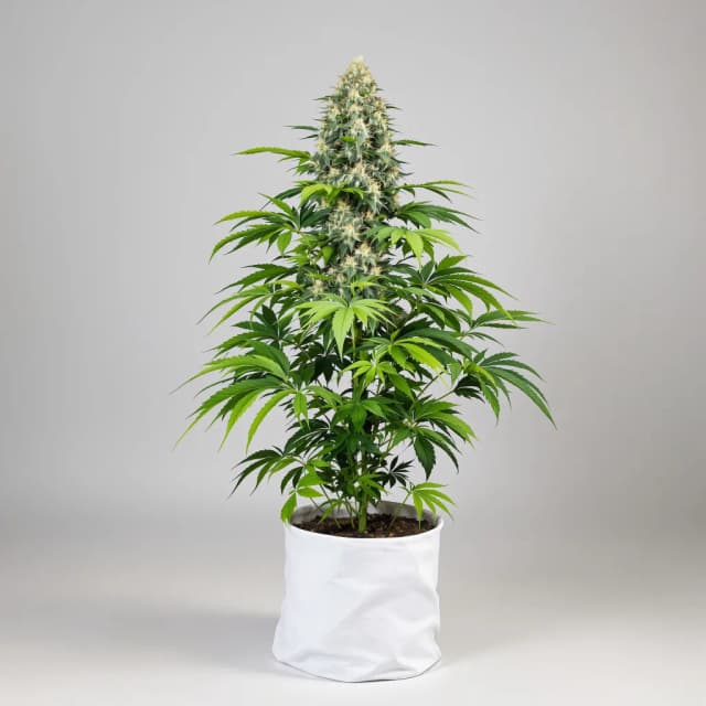 Emballage de graines de cannabis Critical Kush — Royal King Seeds France