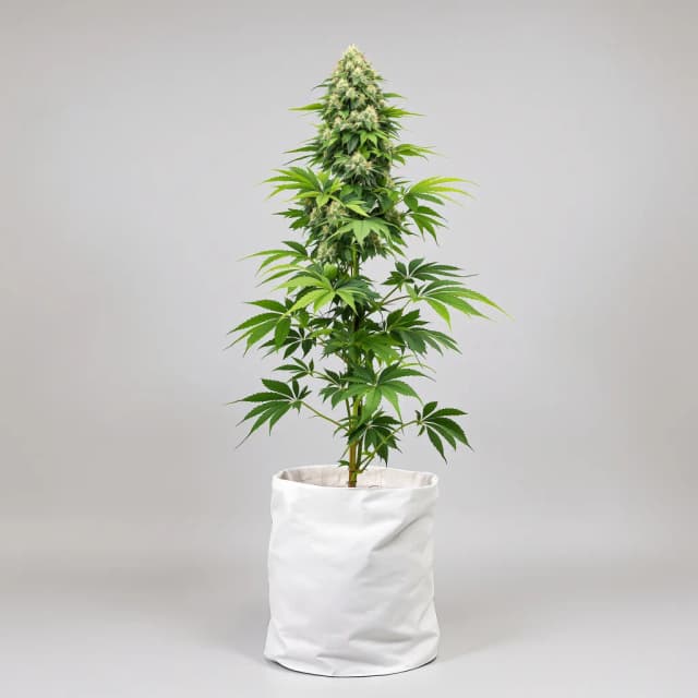Emballage de graines de cannabis Critical Plus — Royal King Seeds France