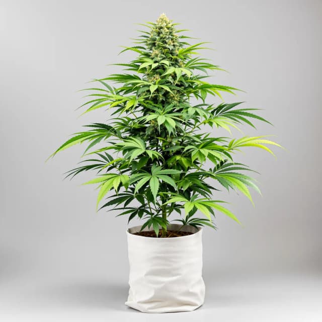 Emballage de graines de cannabis Crouching Tiger Hidden Alien — Royal King Seeds France