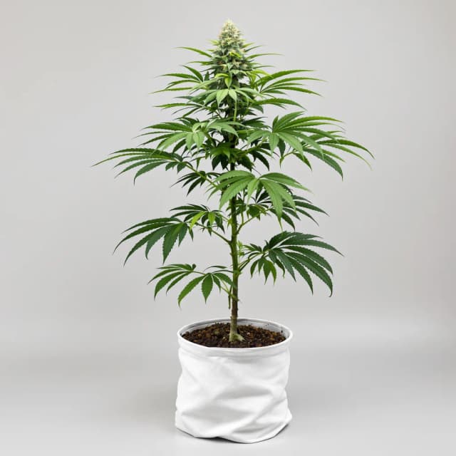 Emballage de graines de cannabis Crown Royale — Royal King Seeds France