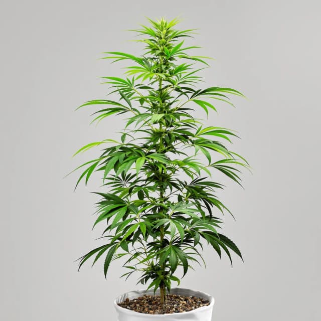 Emballage de graines de cannabis Crystal Coma — Royal King Seeds France