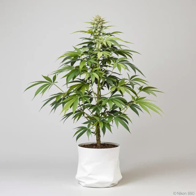Emballage de graines de cannabis Dairy Queen — Royal King Seeds France