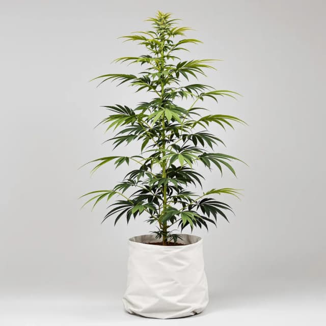 Emballage de graines de cannabis Damnesia — Royal King Seeds France