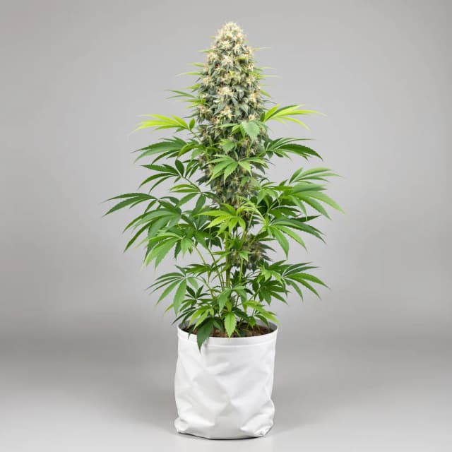 Emballage de graines de cannabis Dance World CBD — Royal King Seeds France