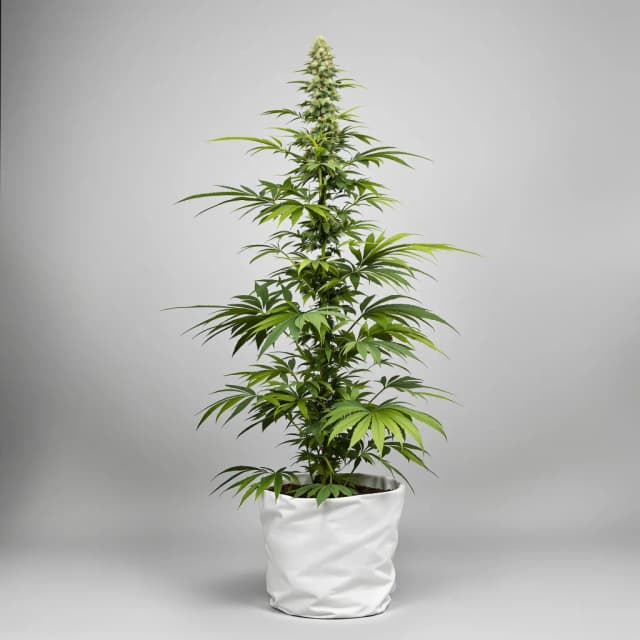 Emballage de graines de cannabis Dance World — Royal King Seeds France