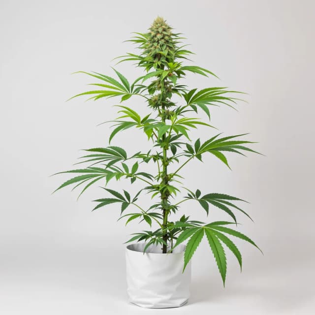 Emballage de graines de cannabis Dancehall CBD — Royal King Seeds France