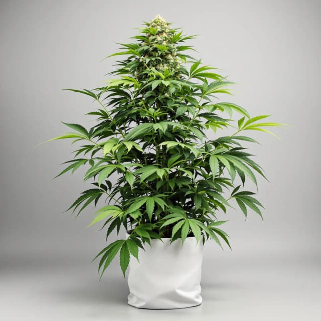 Emballage de graines de cannabis Dank Schrader — Royal King Seeds France