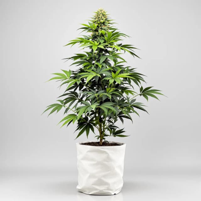 Emballage de graines de cannabis Dark Side of the Moon — Royal King Seeds France