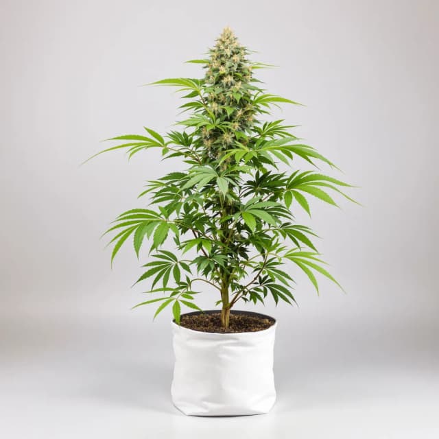Emballage de graines de cannabis Darth Vader — Royal King Seeds France