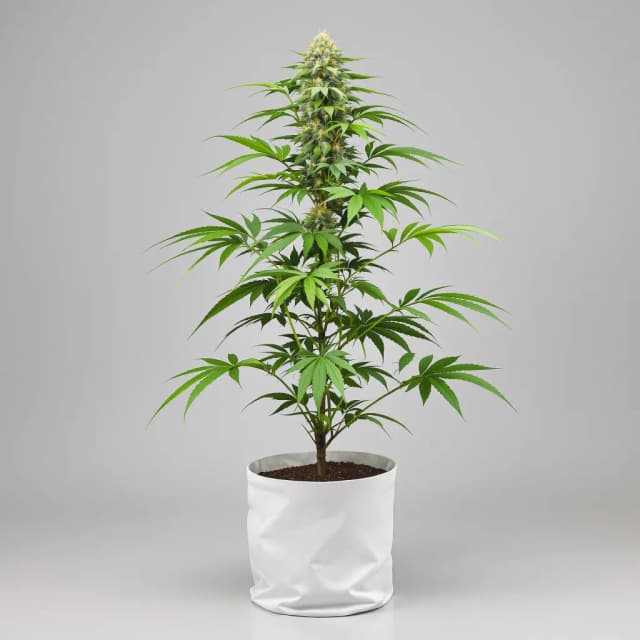 Emballage de graines de cannabis Dawgfather OG — Royal King Seeds France