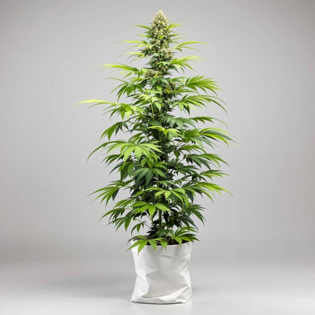 Emballage de graines de cannabis Deadly Sativas Mixpack — Royal King Seeds France