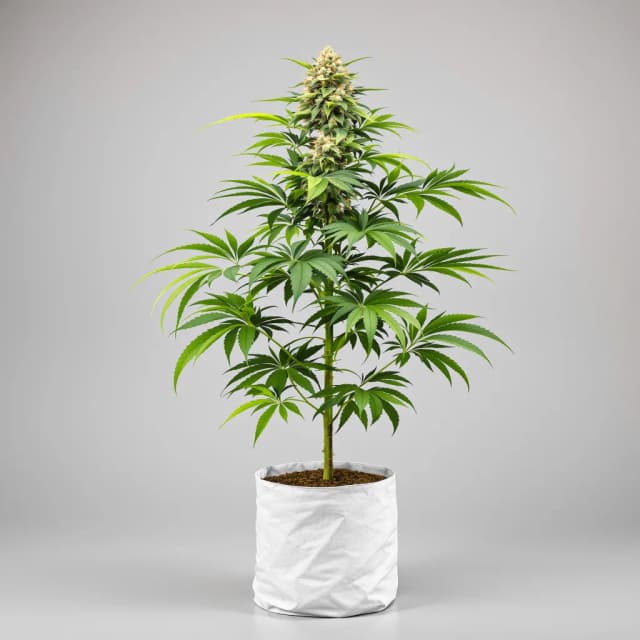 Emballage de graines de cannabis Death Bubba — Royal King Seeds France