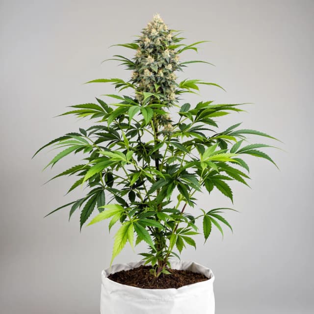 Emballage de graines de cannabis Death Star — Royal King Seeds France